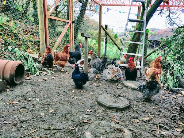 Free range hens and ducks