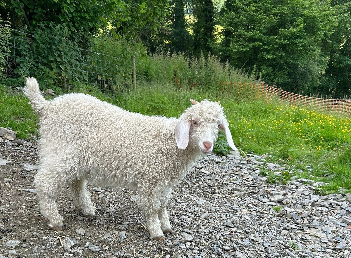 In The Field - The Angora Goats