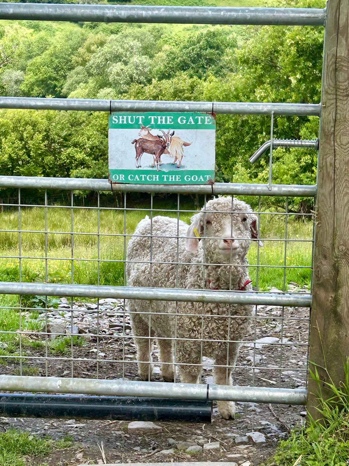 Curious farm goat