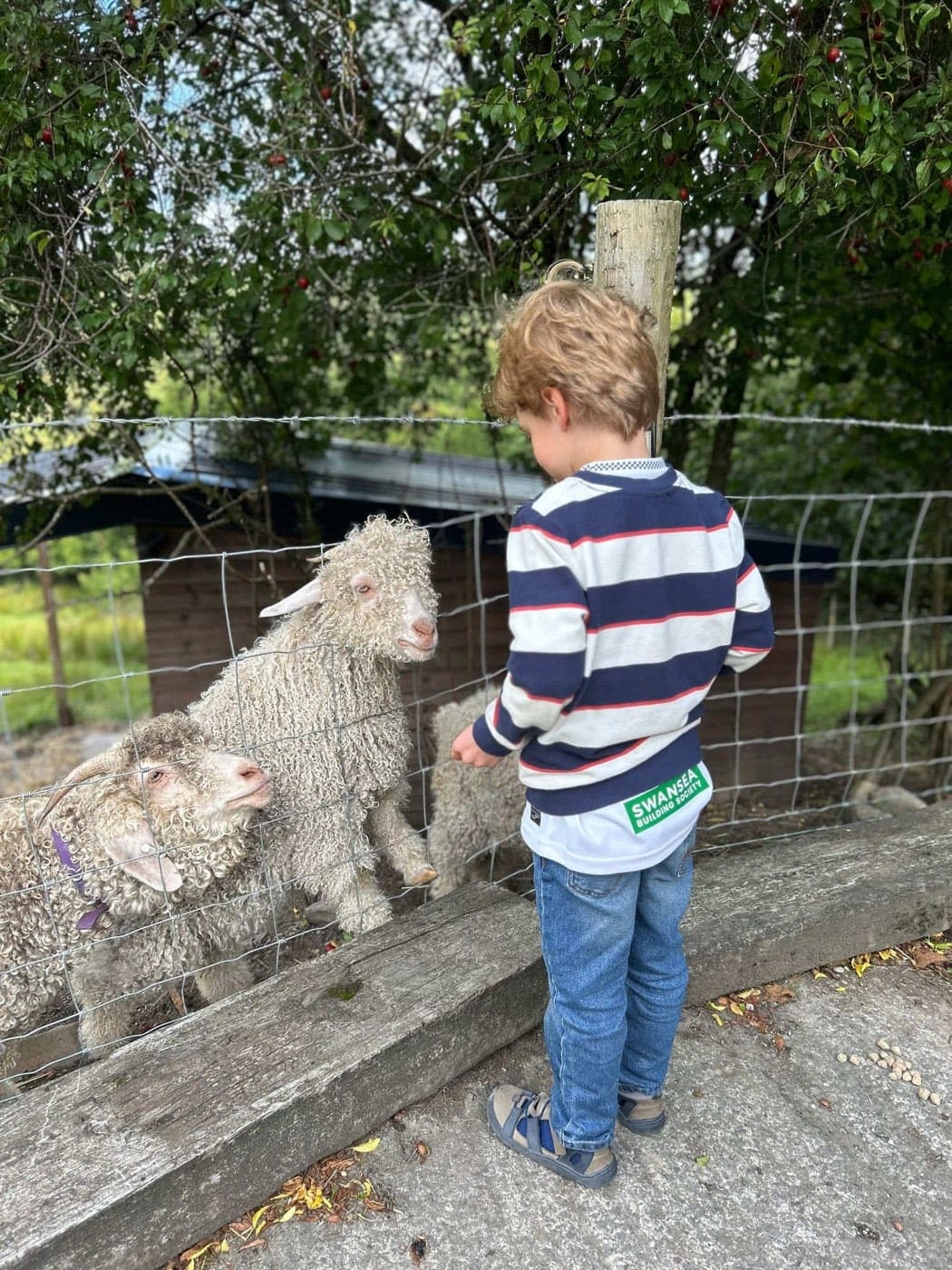 Young guest saying hello to the goats