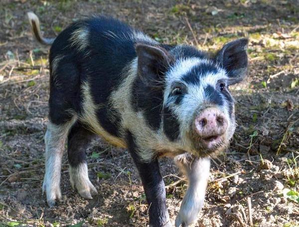 Cheerful pig enjoying the outdoor space