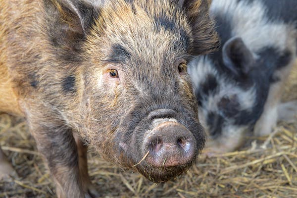 The Pigs