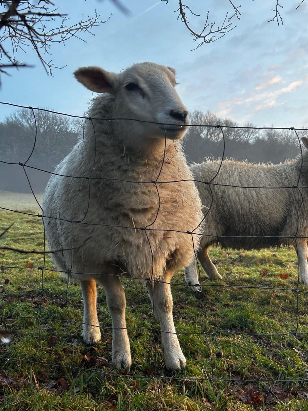 Friendly neighbor sheep grazing