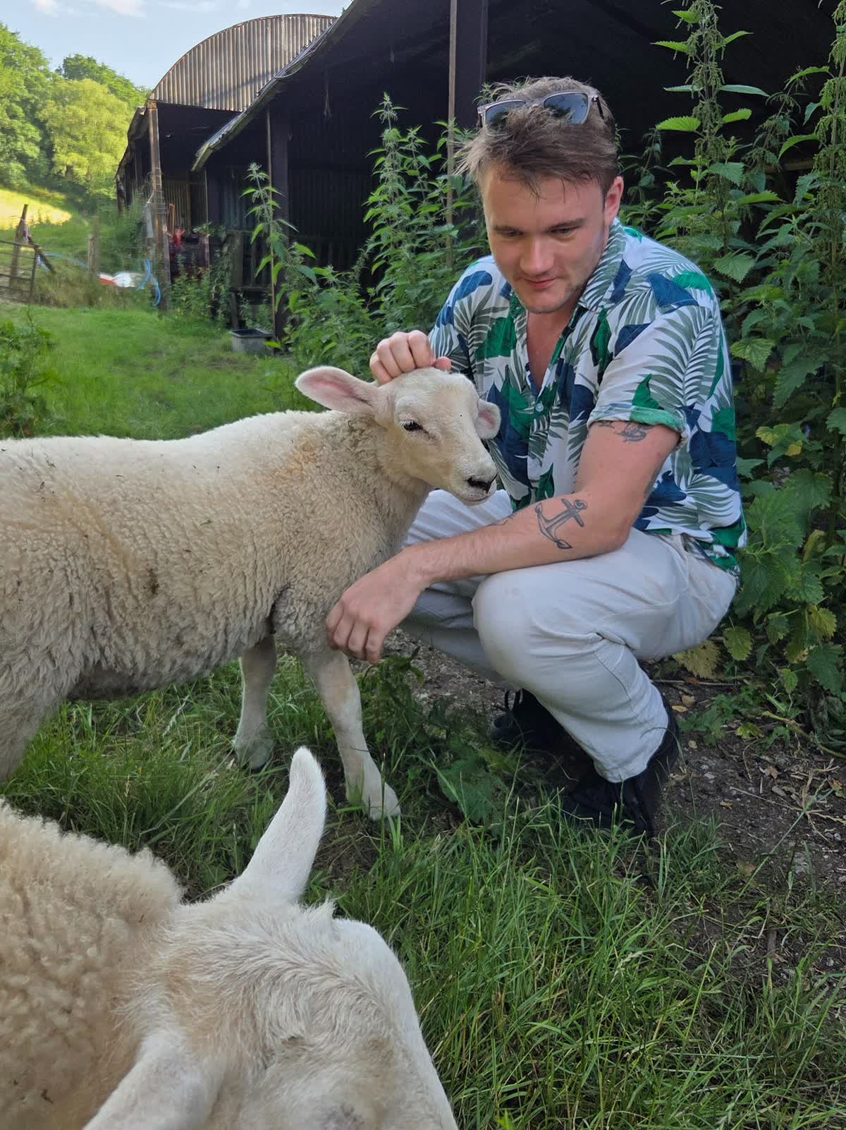 Friendly neighbor sheep grazing