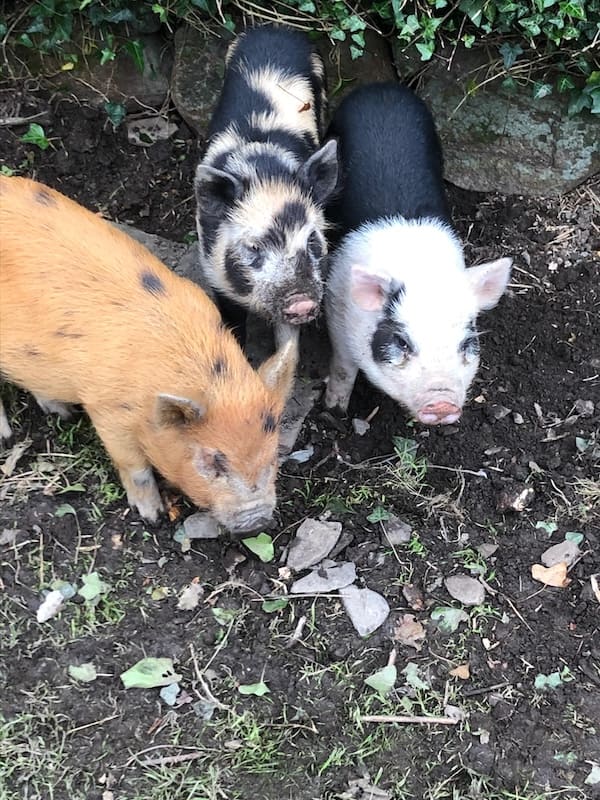 Albert, Rodney, and Del Trotter the pigs