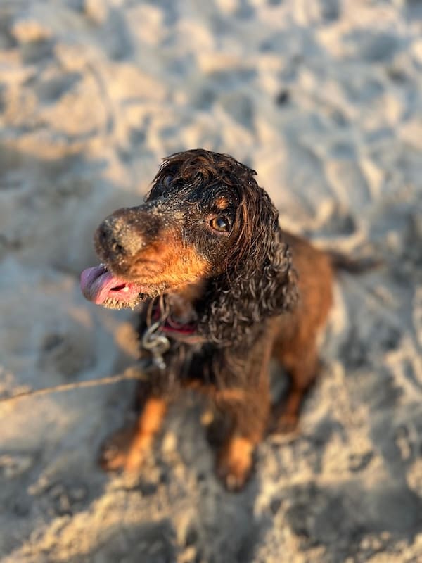 A happy dog playing at the beach