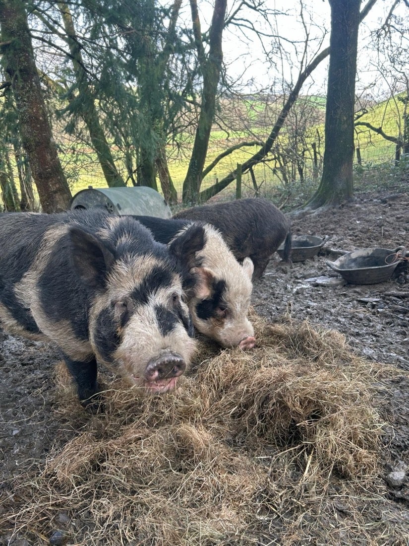 The Pigs