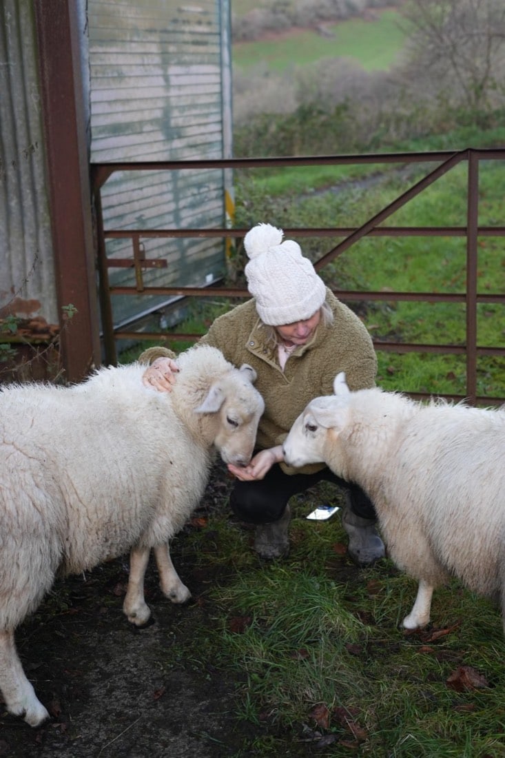 Sheep